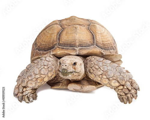 Sulcata Tortoise Crawling Forward