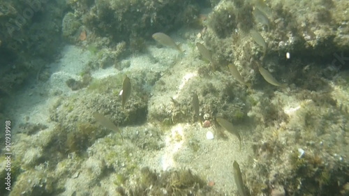 Following a cute shoal of fish feeding on the diverse underwater plants of the Mediterranean Sea