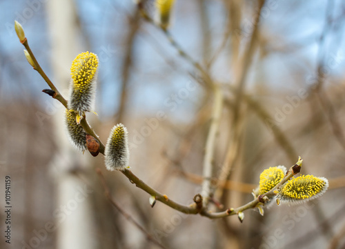 Pussy Willow Catkins 