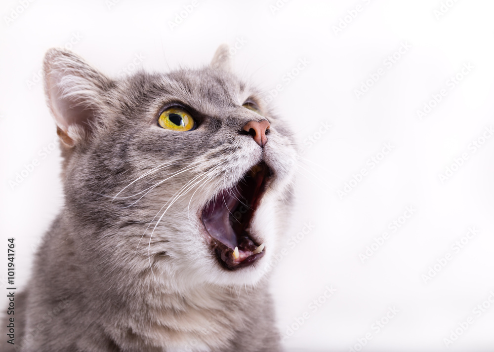 The head of the gray cat looking up, mewing and having widely op