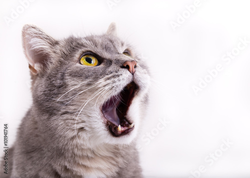 Obraz na płótnie The head of the gray cat looking up, mewing and having widely op w salonie