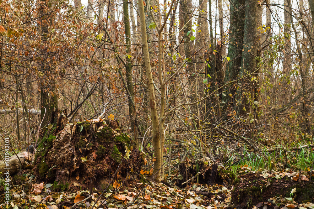 stump, roots and branches in the old forest stump, roots and branches in the old forest