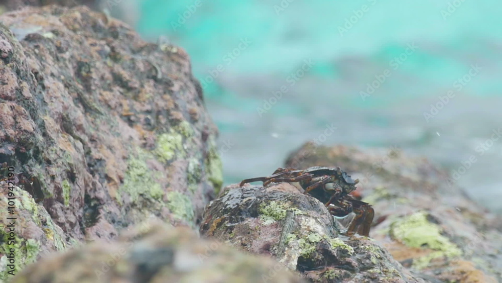 Crab and rockskipper on the rock at the beach Crab and rockskipper on the rock at the beach