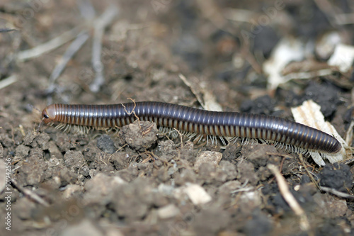 Fotótapéta millipedes millipede crawling on the stalk of grass