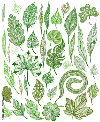 Set of colorful abstract leaves. Vector illustration.