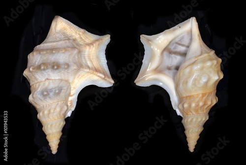 Aporrhais pespelecani (common pelican's foot), a species of sea snail, a marine gastropod mollusk in the family Aporrhaidae