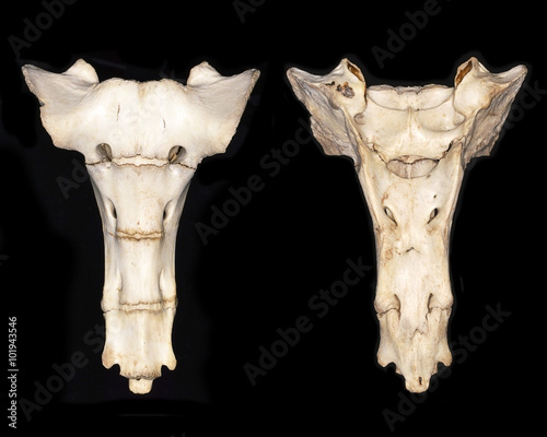 The sacrum of the wild boar (Sus scrofa)