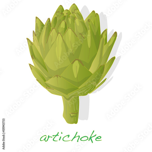 artichoke vector isolated