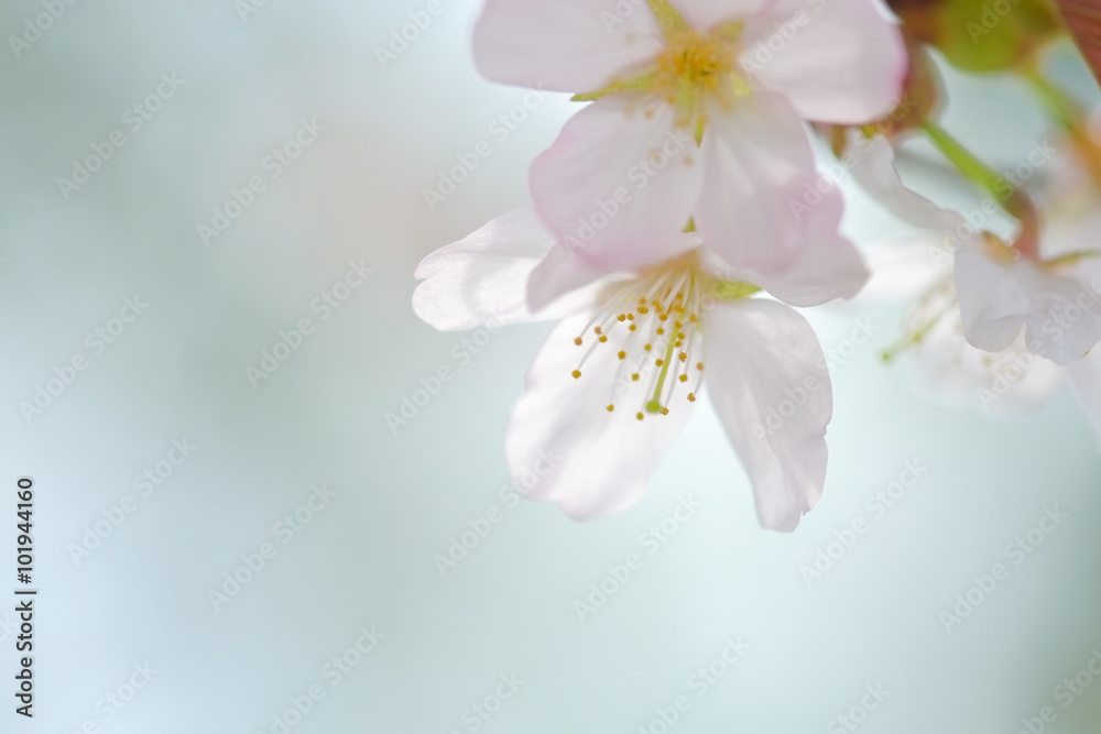 桜 桜