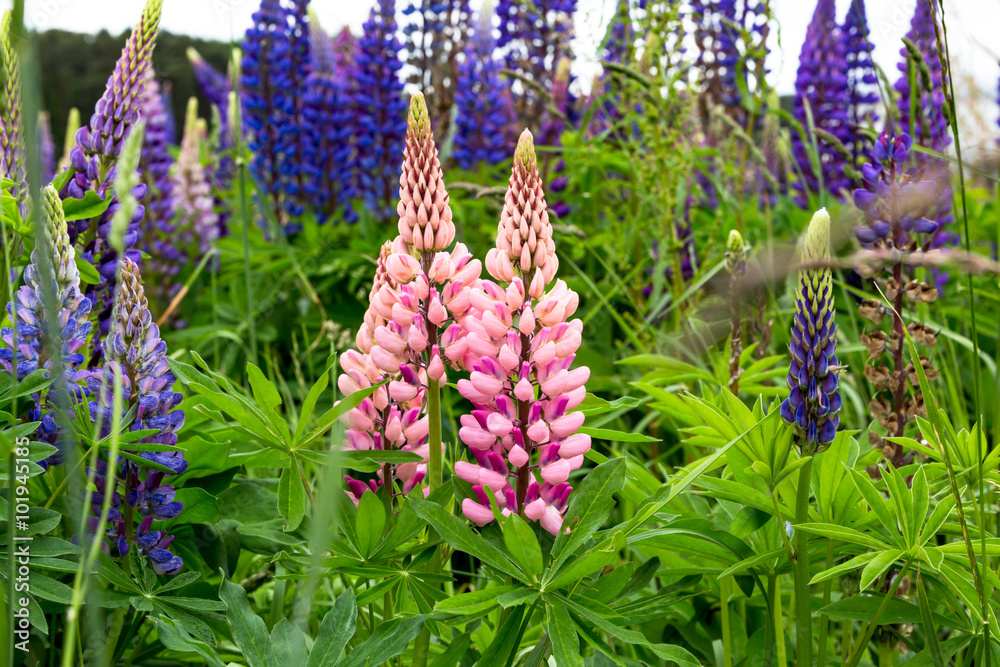 Wunderschöne Lupinen Wunderschöne Lupinen