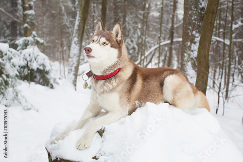 Fototapeta Naklejka Na Ścianę i Meble -  Red dog in the snow . Winter. Forest. husky