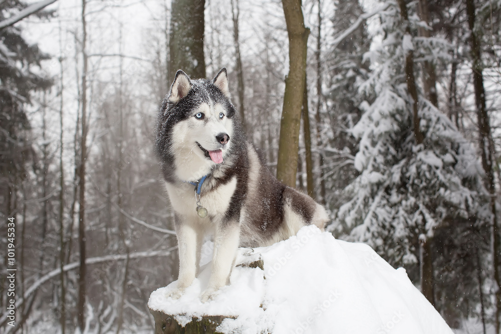 Noble dog in the winter forest. husky Noble dog in the winter forest. husky