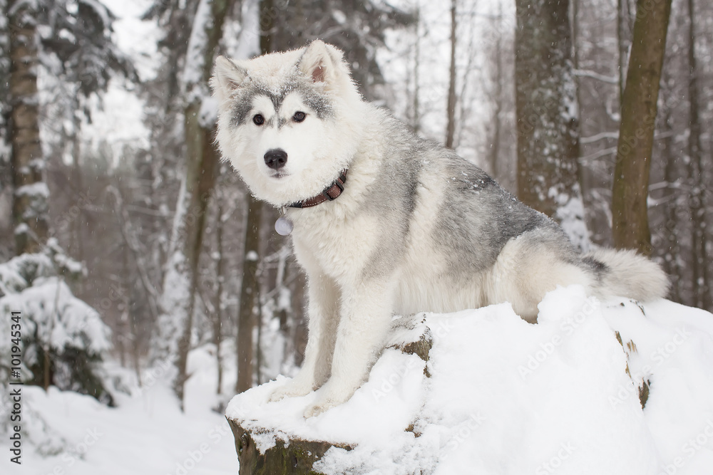 Obraz premium Cute Fluffy dog in winter forest. husky