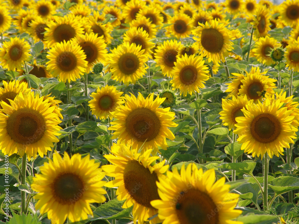 yellow flowers yellow flowers