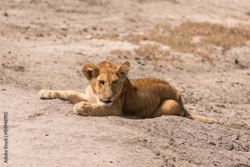 lion cub in serengeti national park, tanzania