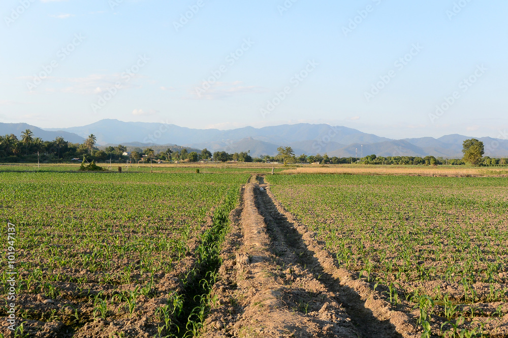 Corn field in Spring Corn field in Spring