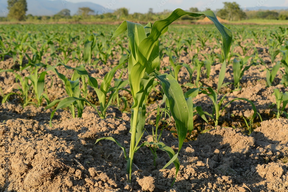 Young green corn. Young green corn.