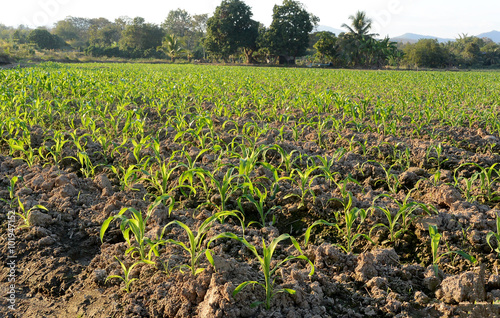 Corn field in Spring