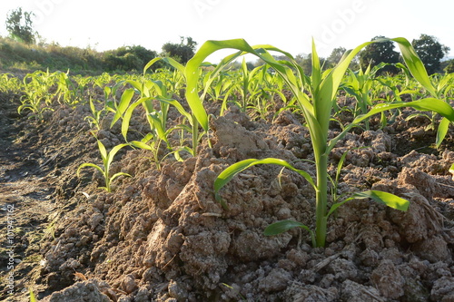 Young green corn.
