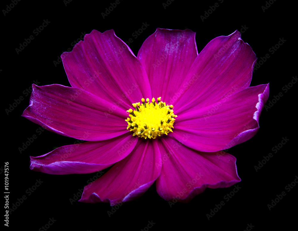 Purple Cosmos flowers against black background. Purple Cosmos flowers against black background.