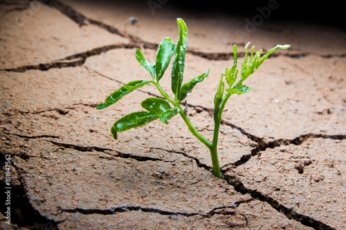 Global Warming,Plant in dried cracked mud.