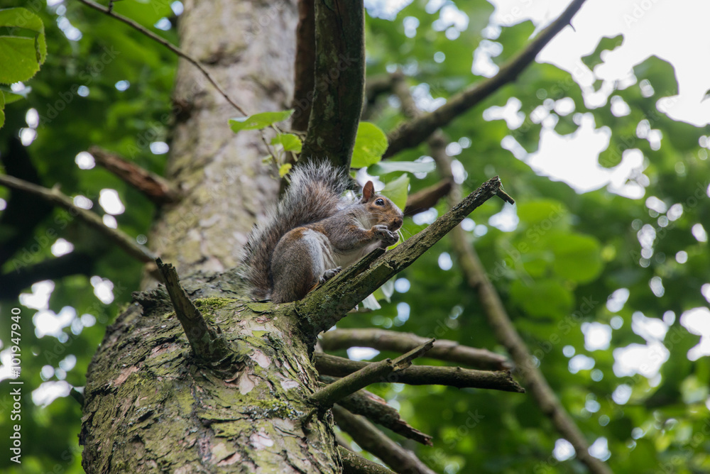 Fototapeta premium Grey squirrel on a branch