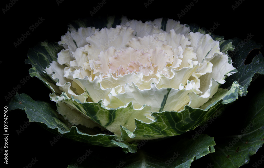 ornamental cabbage on black ornamental cabbage on black