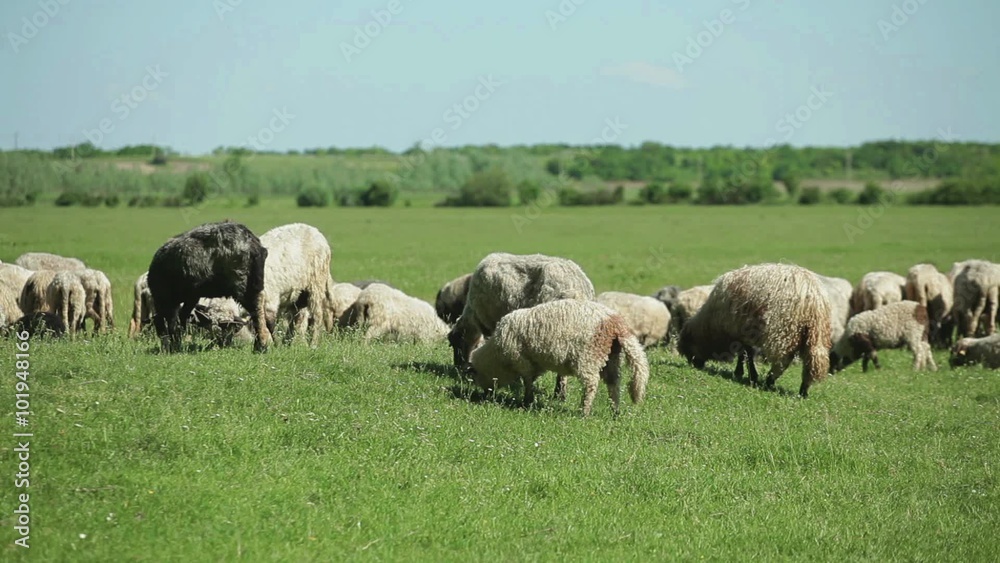Flock of free range sheep grazing grass at sunny day Flock of free range sheep grazing grass at sunny day