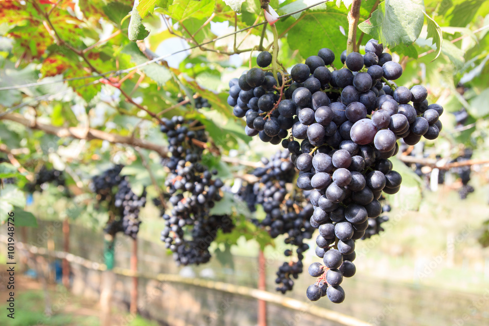 Black grapes in farm with blur background.