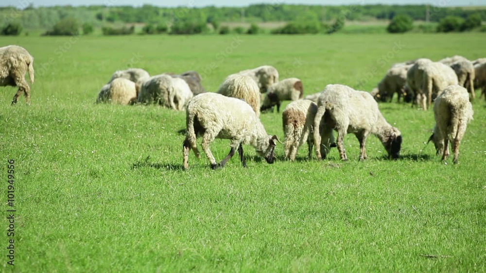 A group of sheep gazing, walking and resting on a green pasture A group of sheep gazing, walking and resting on a green pasture