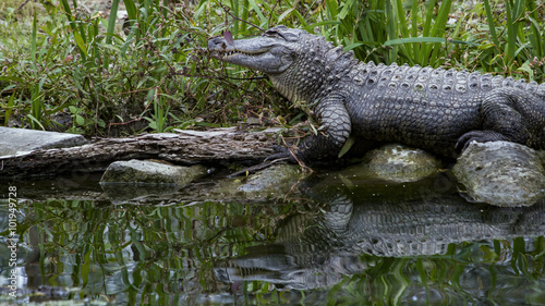 American Alligator Reflected In Dark Water