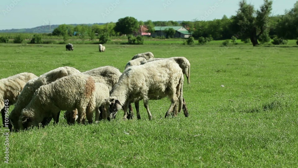 Flock of sheep gazing, walking and resting on a green pasture Flock of sheep gazing, walking and resting on a green pasture
