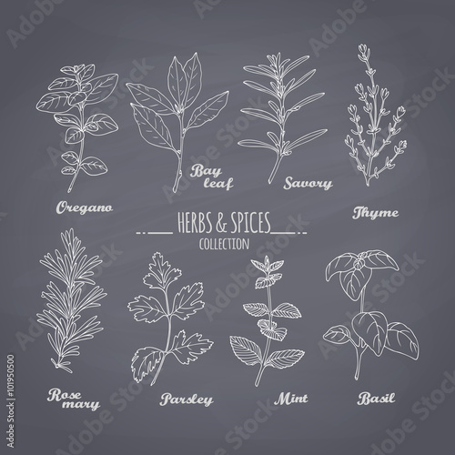 Set of hand drawn spicy herbs on chalkboard background