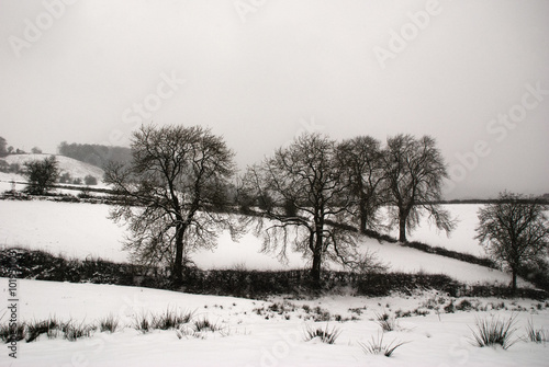 Snowy fields photo