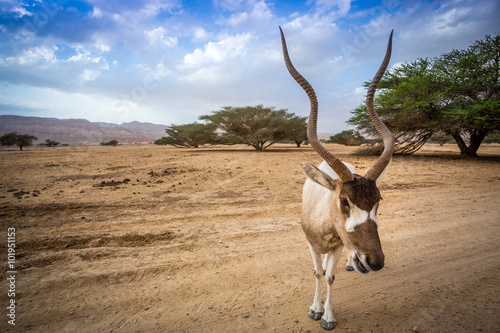 Big addax of Middle East photo