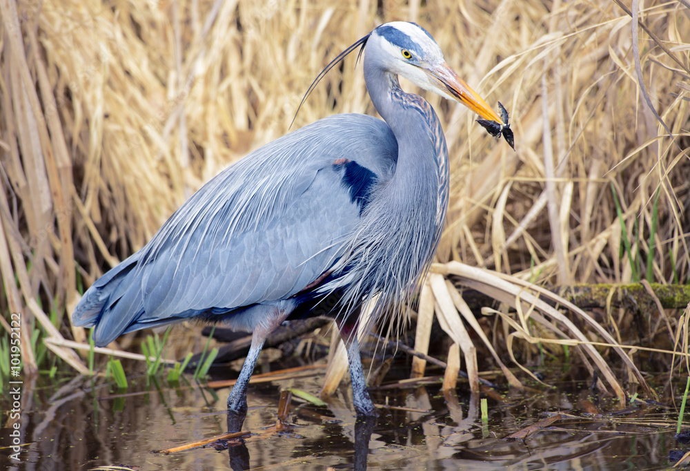 Fotografie Great Blue Heron Catching Fish