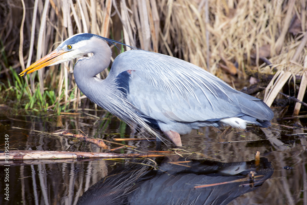 Fotografie Great Blue Heron Hunting