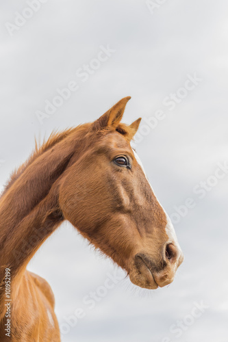Horse face against sky