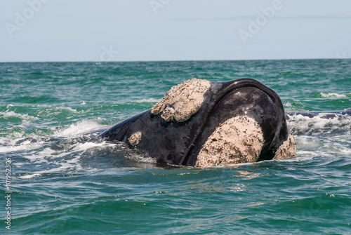 Southern right whale breaching in Gansbaai, South Africa