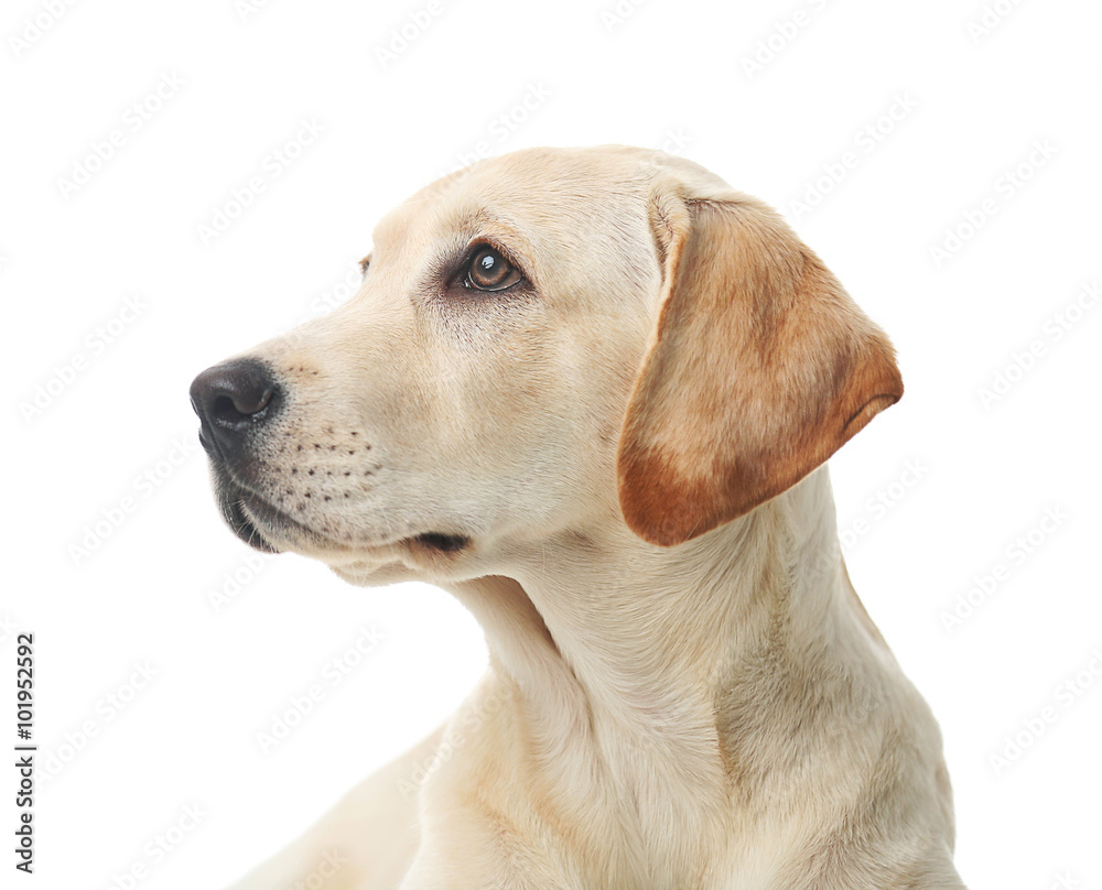 Beautiful Labrador retriever isolated on white background Beautiful Labrador retriever isolated on white background