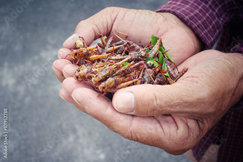 Fried insect on hands