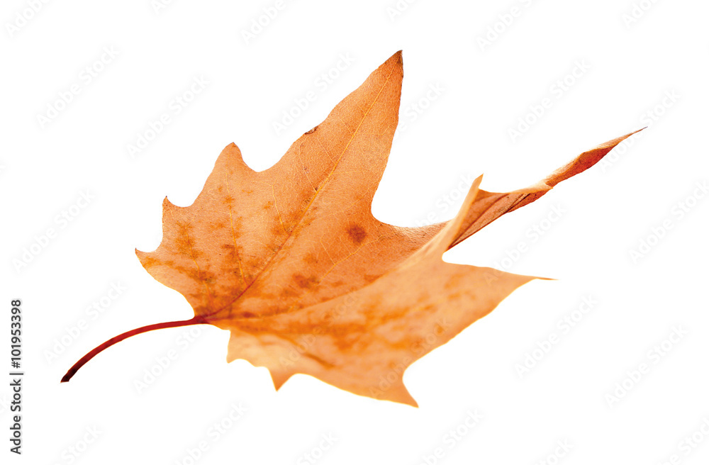 Dry maple leaf with pincers on white background Dry maple leaf with pincers on white background