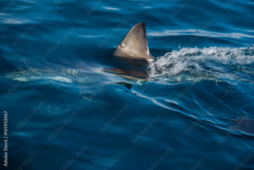 Fototapeta premium Great white shark (Carcharodon carcharias)