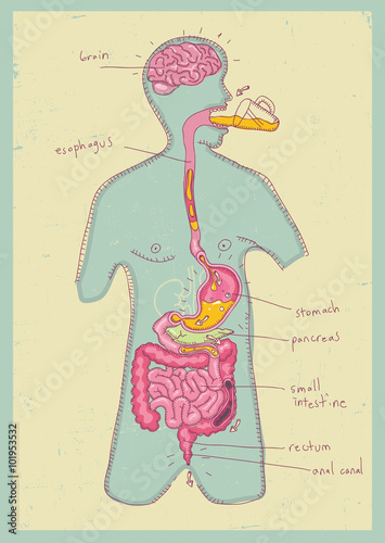 vector illustration of human digestive system for kids