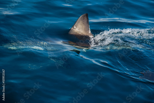 Great white shark (Carcharodon carcharias)