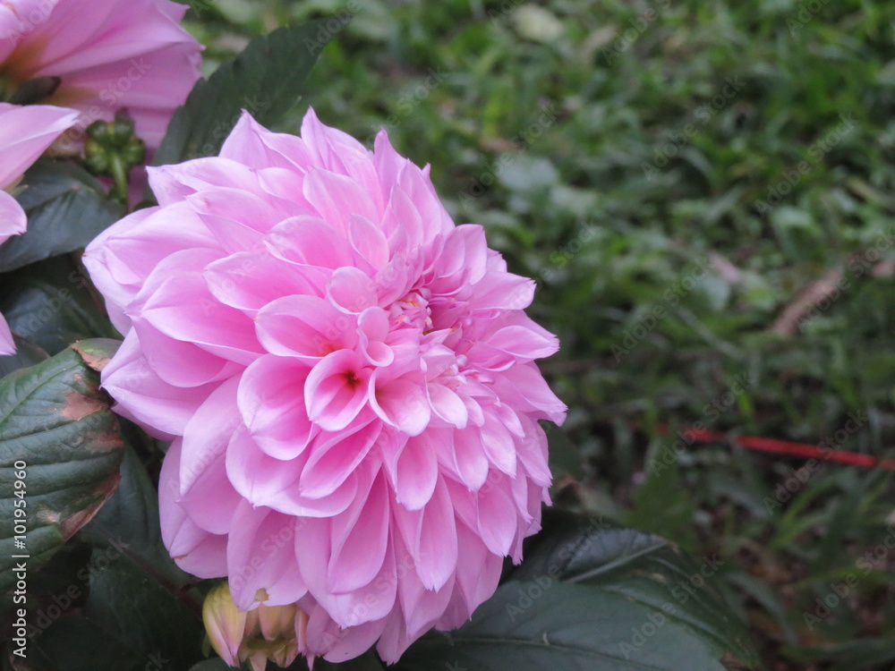 Obraz premium dahlia