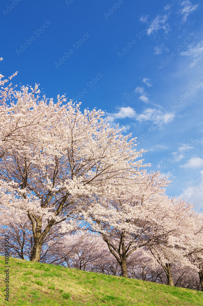 桜