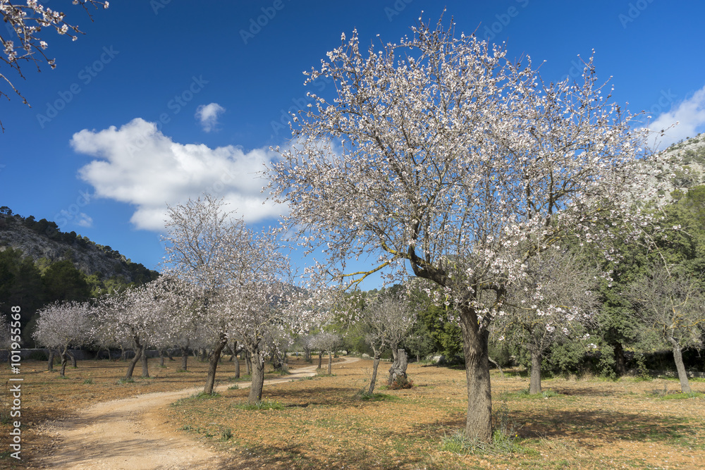 blossoming almond tree blossoming almond tree