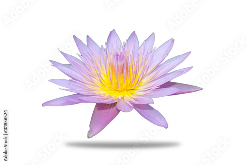 water lily isolated and white backgrounds