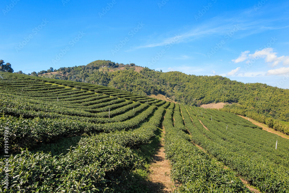 Organic green tea farm landscape
